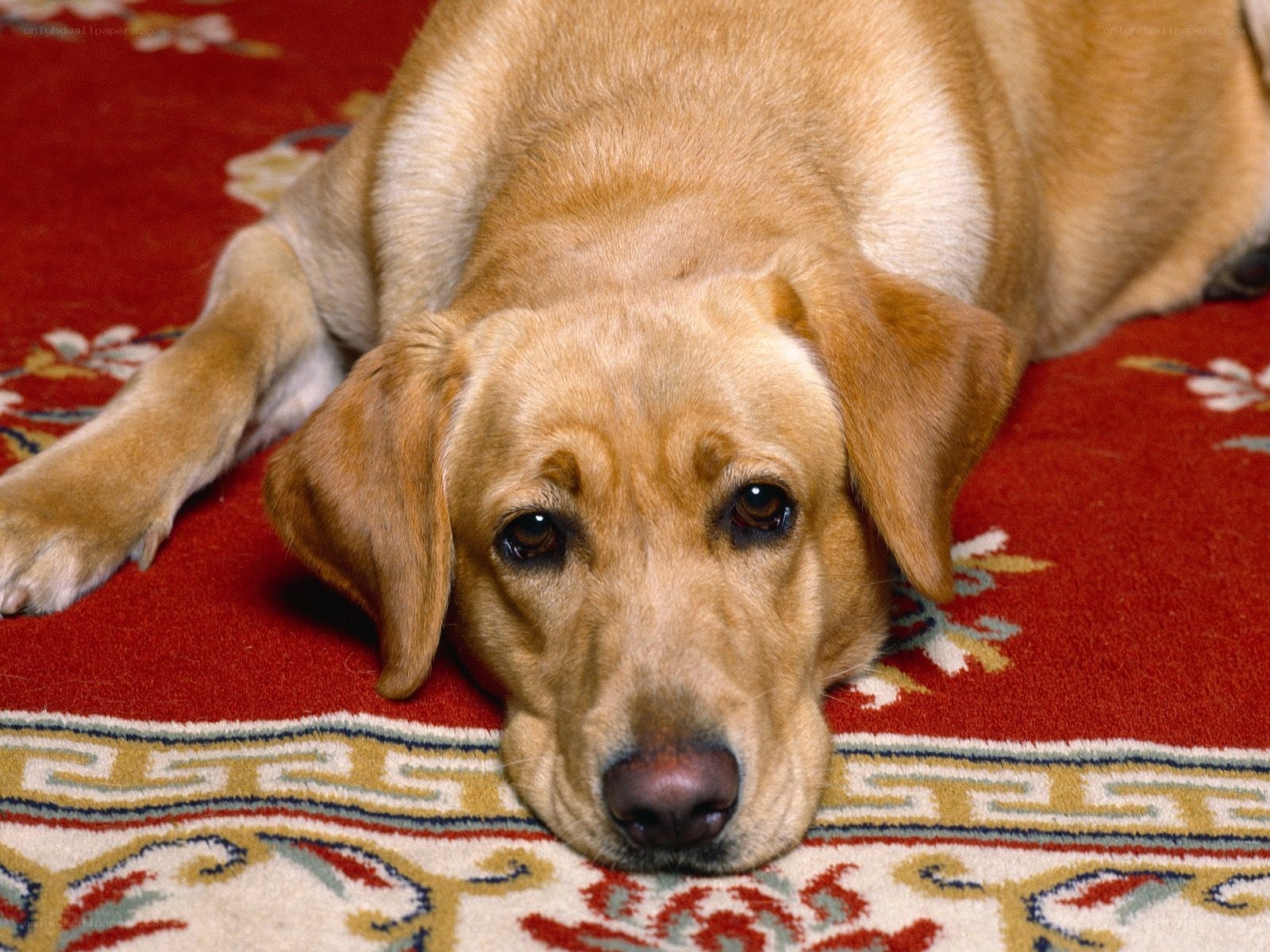 yellow labrador resting on rug