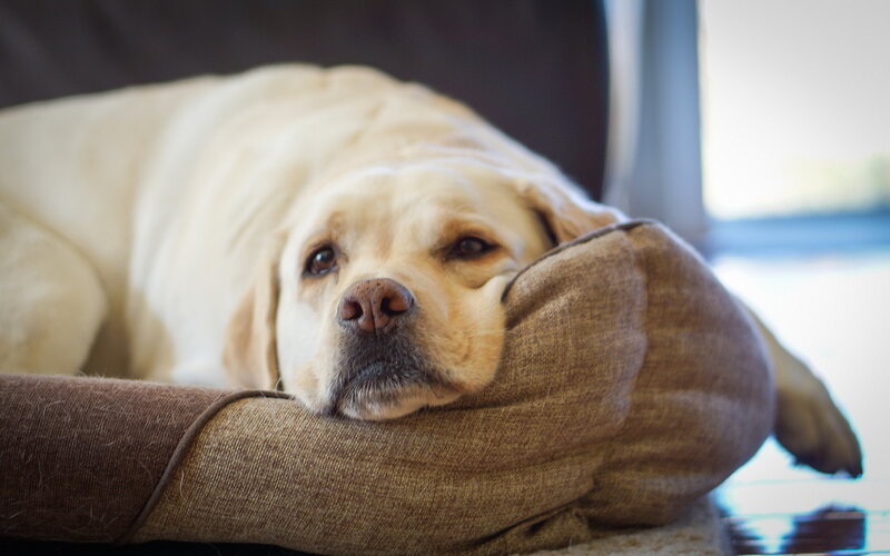 Yellow Labrador Resting