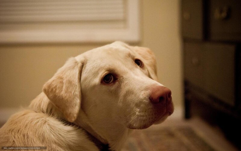 Yellow Labrador Retriever — Beige, Calm, Photograph