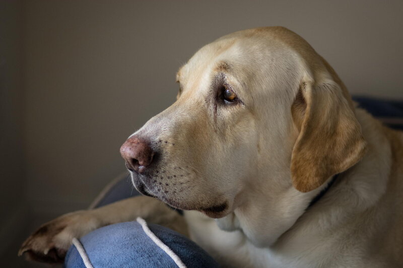 Yellow Labrador Retriever — Beige, Calm