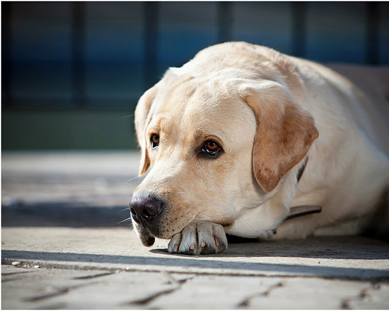 Yellow Labrador Retriever — Beige