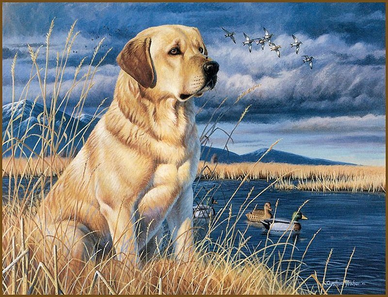 Yellow Labrador Retriever — Blue