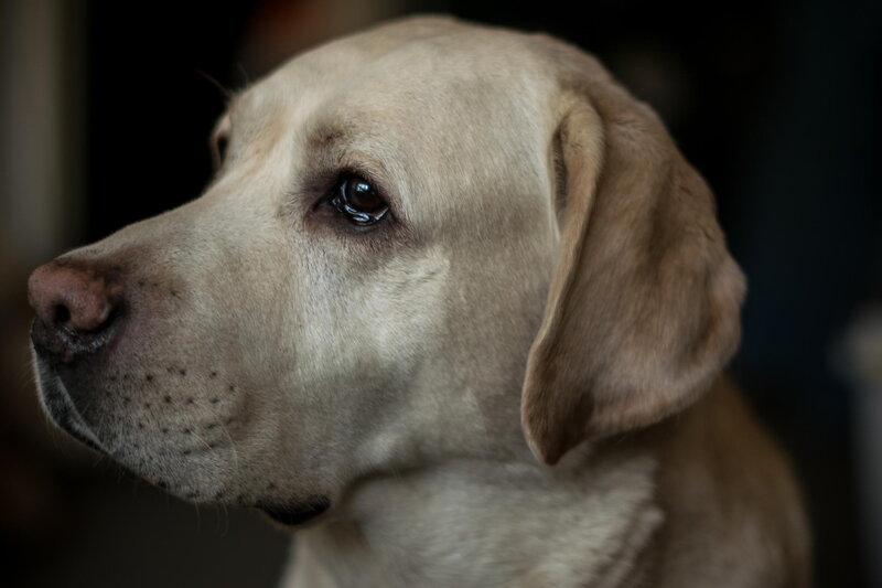 Yellow Labrador Retriever — Brown, Calm, Photograph