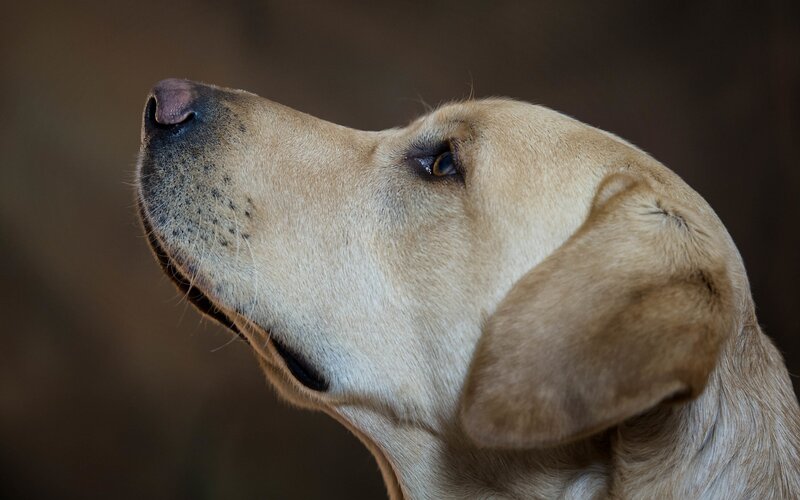 Yellow Labrador Retriever — Brown, Calm