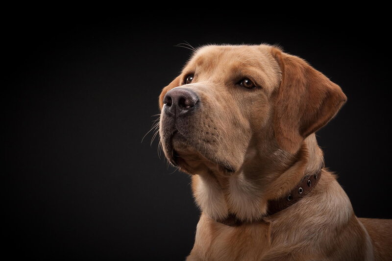 Yellow Labrador Retriever — Brown, Dramatic