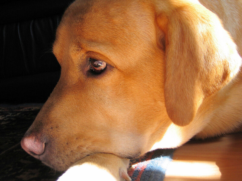 Yellow Labrador Retriever — Brown