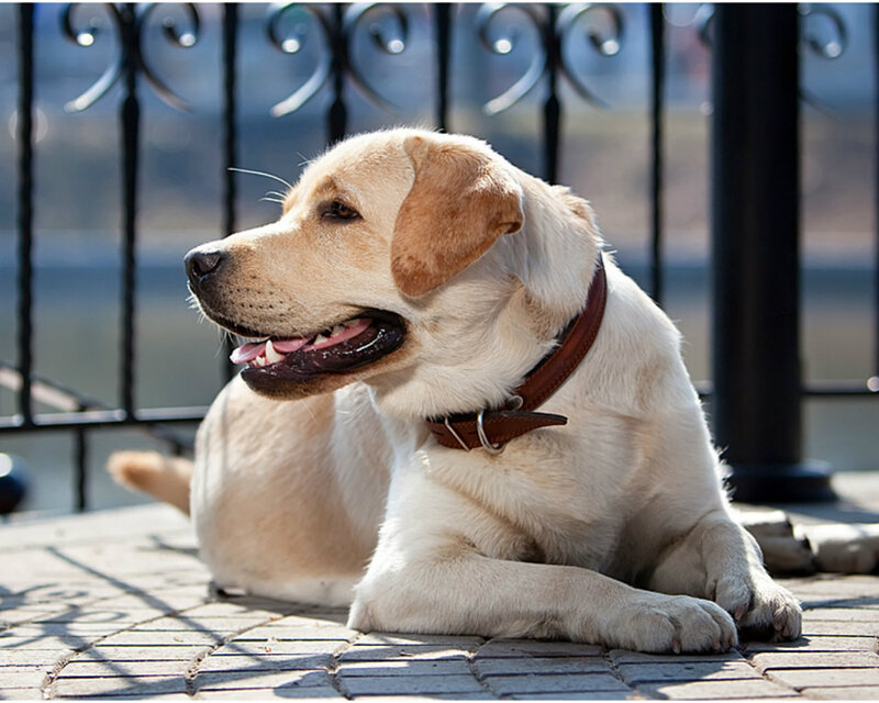Yellow Labrador Retriever — Calm, Afternoon, Photograph, Dog