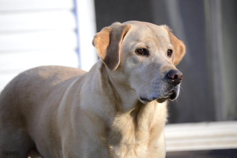 Yellow Labrador Retriever — Calm, Afternoon, Photograph, Dog, Window