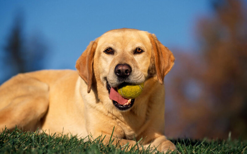 Yellow Labrador Retriever — Calm, Afternoon, Photograph, Tennis Ball