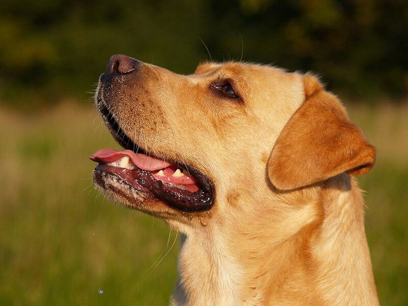 Yellow Labrador Retriever — Calm, Afternoon