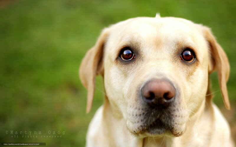 Yellow Labrador Retriever — Calm, Photograph