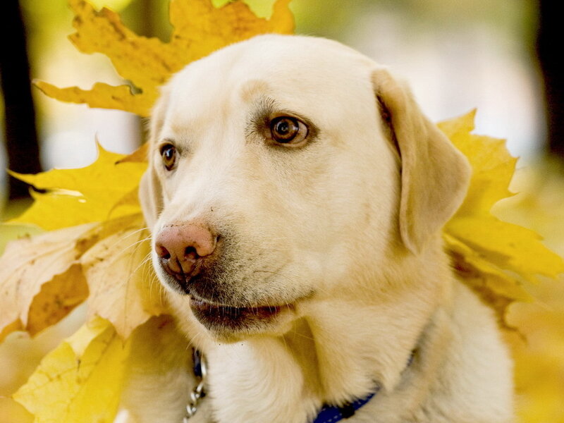 Yellow Labrador Retriever — Calm