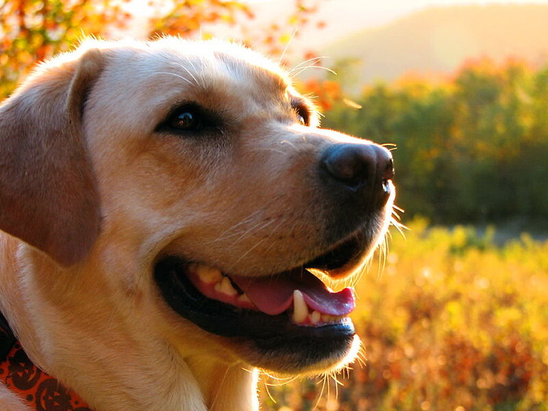 Yellow Labrador Retriever — Golden