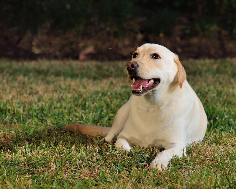 Yellow Labrador Retriever — Green, Calm, Afternoon
