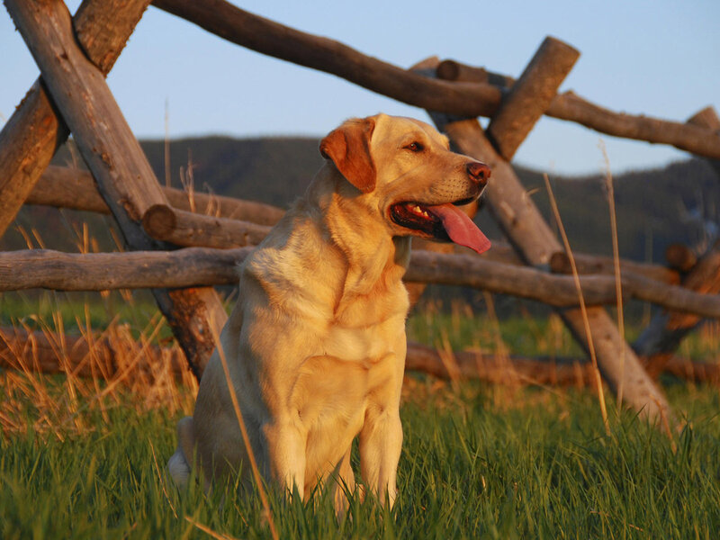 Yellow Labrador Retriever — Green