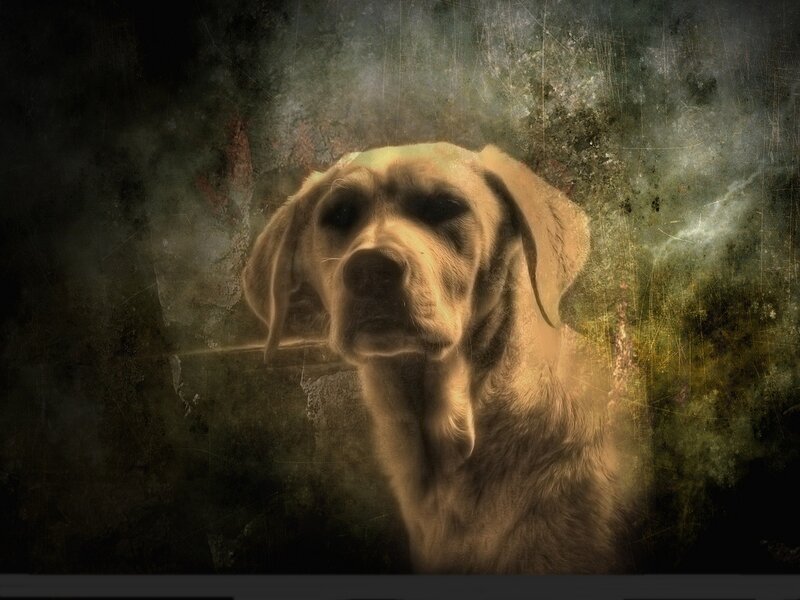 Yellow Labrador Retriever