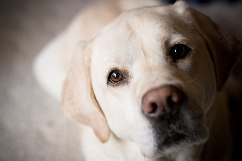Yellow Labrador Retriever — White, Calm, Photograph