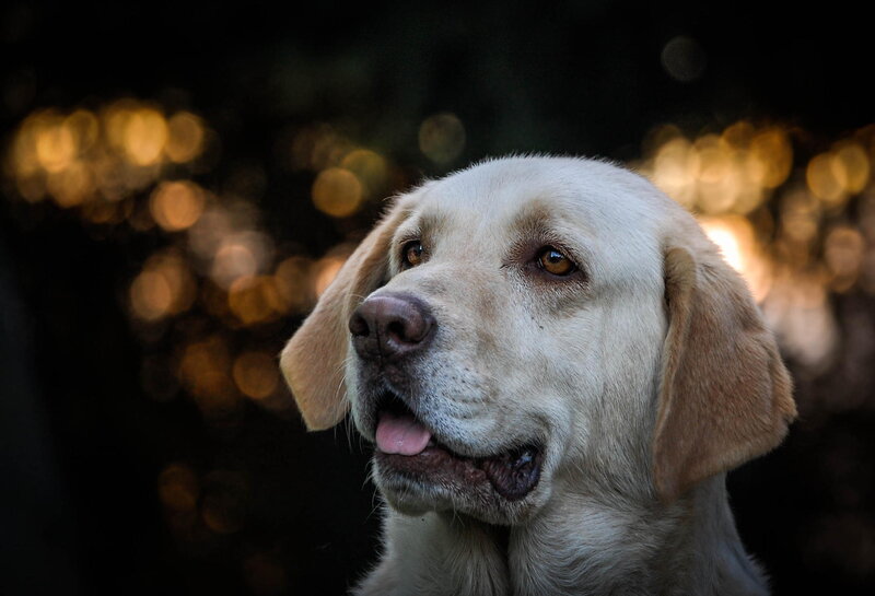 Yellow Labrador Retriever — White, Calm