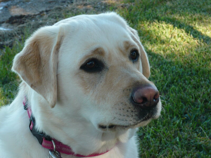 Yellow Labrador Retriever — White
