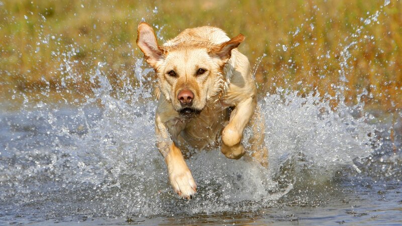 Yellow Labrador Running — Active, Afternoon, Photograph