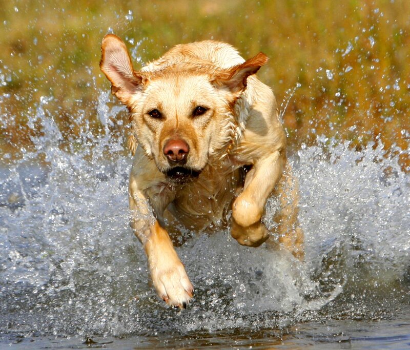 Yellow Labrador Running — Active, Afternoon