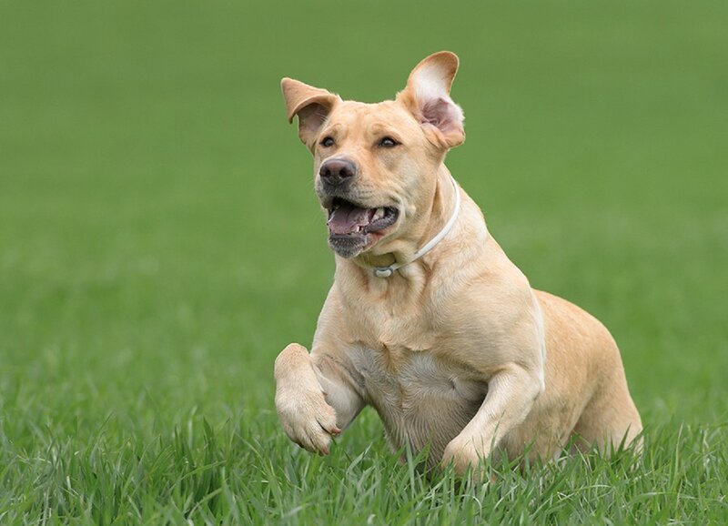 Yellow Labrador Running — Green