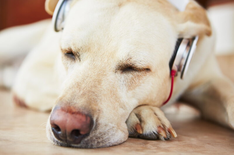 Yellow Labrador Sleeping — Beige, Calm