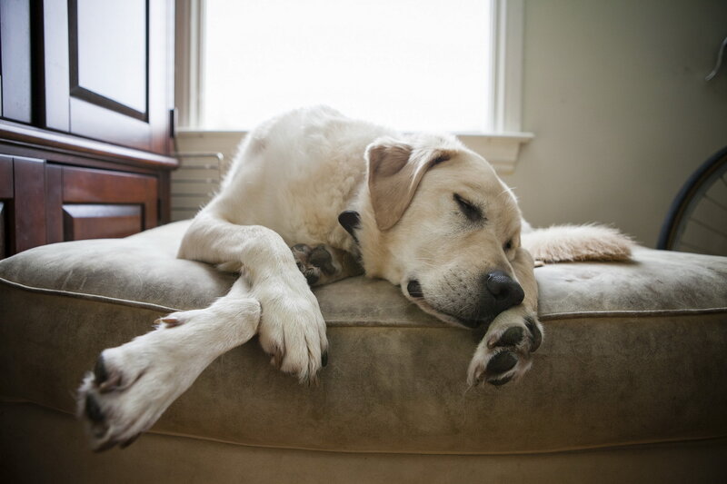 Yellow Labrador Sleeping — Beige