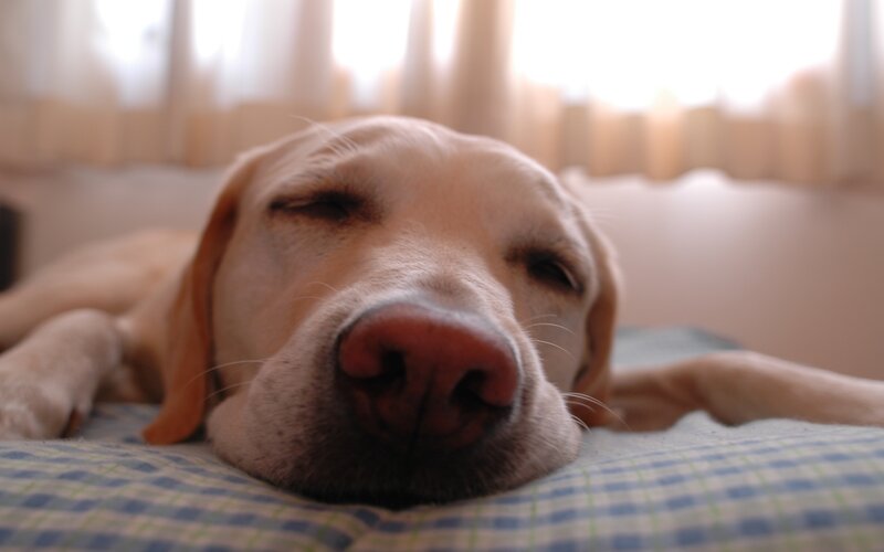 Yellow Labrador Sleeping — Blue