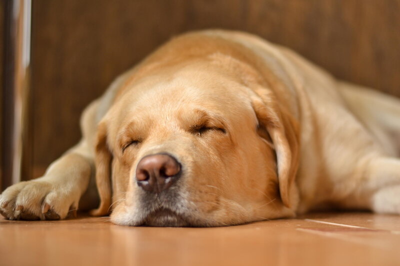 Yellow Labrador Sleeping — Brown, Peaceful