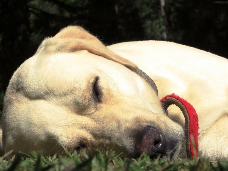 Yellow Labrador Sleeping — Peaceful