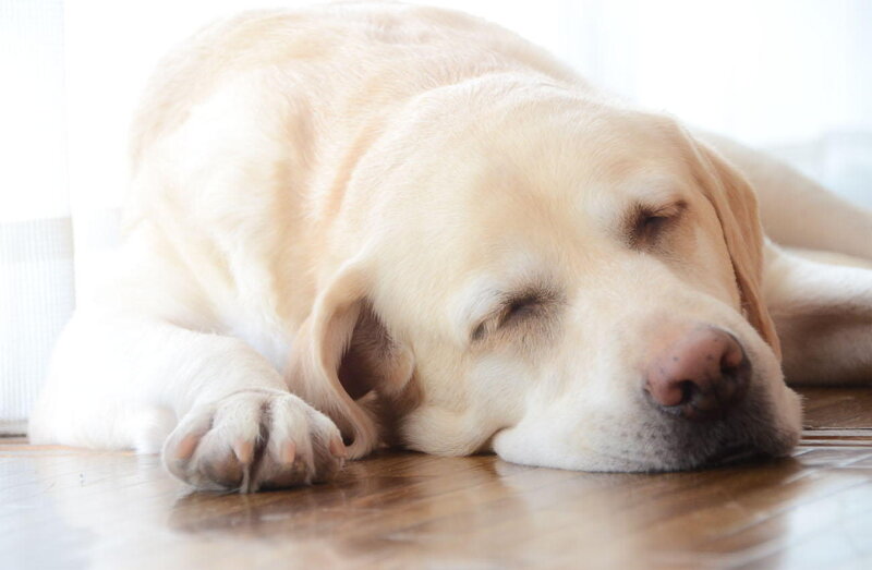 Yellow Labrador Sleeping — White