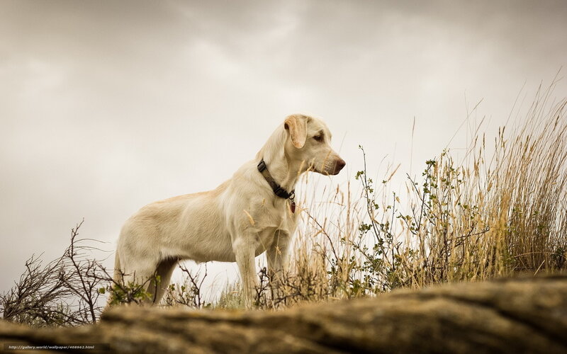 Yellow Labrador Standing