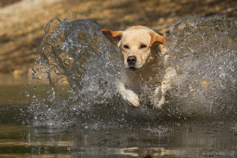 Yellow Labrador Swimming