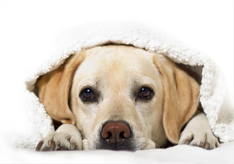 Yellow Labrador under Blanket