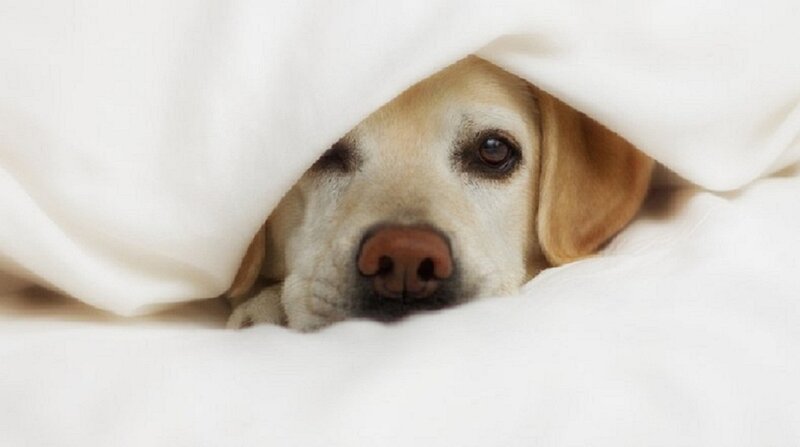Yellow Labrador under Blanket — White, Calm