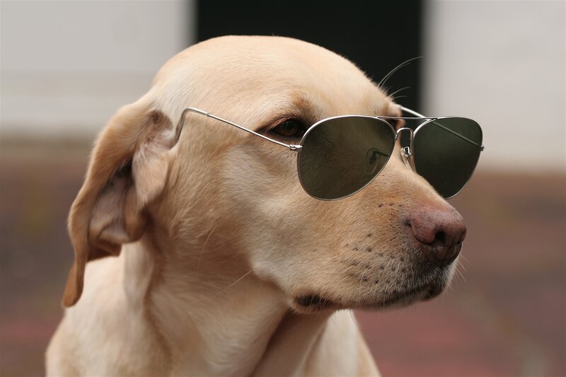 Yellow Labrador Wearing Sunglasses — Tan