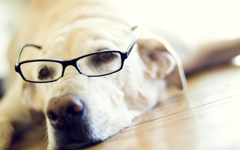 Yellow Labrador with Glasses — Beige, Calm