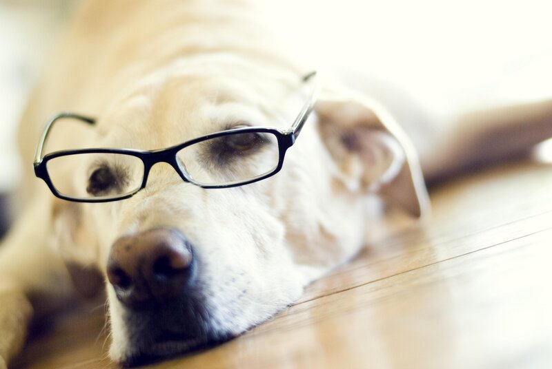 Yellow Labrador with Glasses