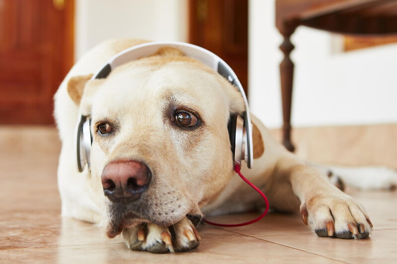 Yellow Labrador with Headphones
