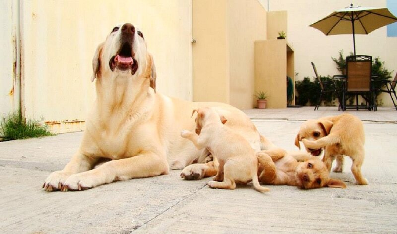 Yellow Labrador with Puppies