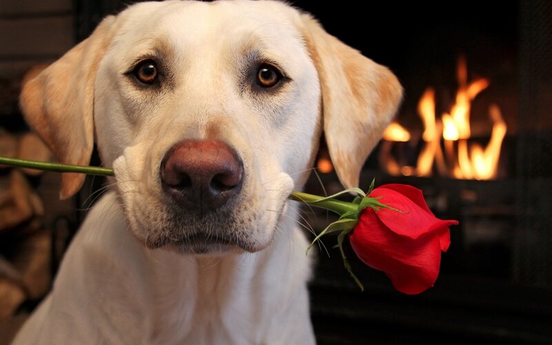 Yellow Labrador with Rose — White