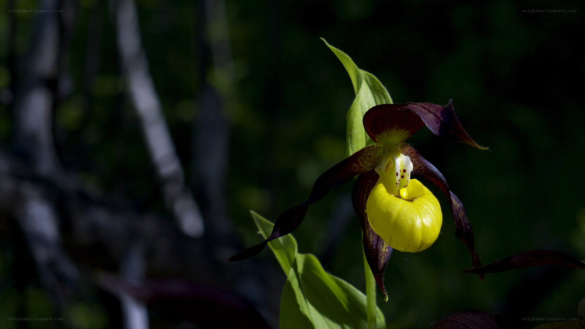 Yellow lady's slipper orchid