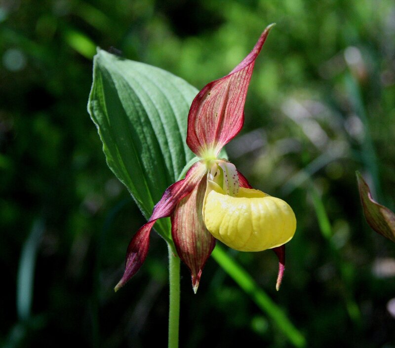 yellow lady's slipper orchid