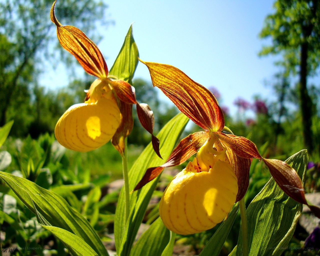 Yellow lady's slipper orchids