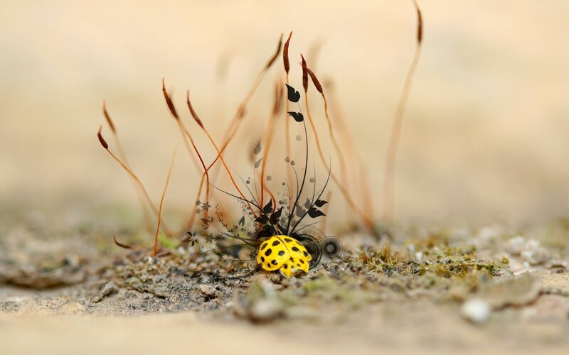 Yellow Ladybug on Ground — Natural