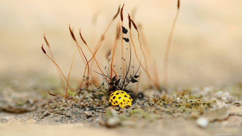Yellow Ladybug on Ground — Serene
