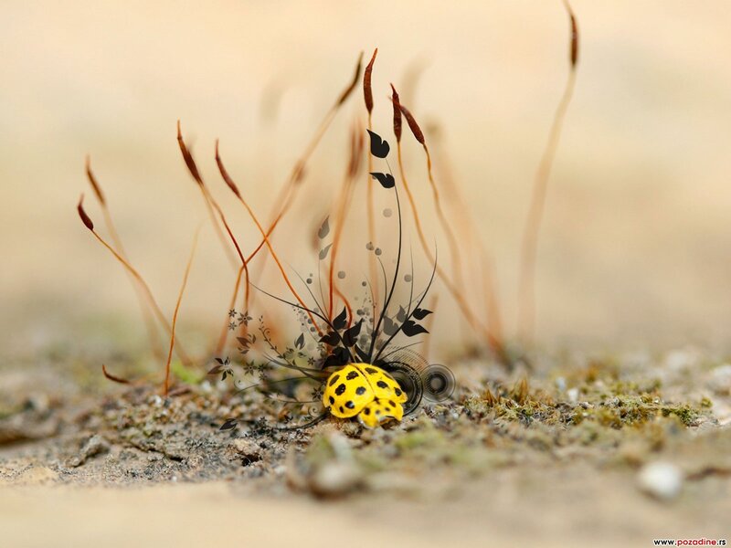 Yellow Ladybug on Ground