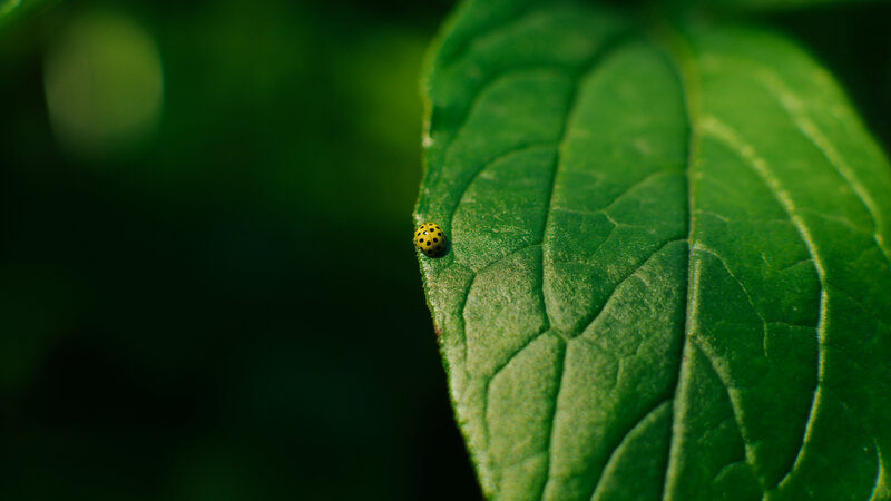 Yellow Ladybug on Leaf — Green