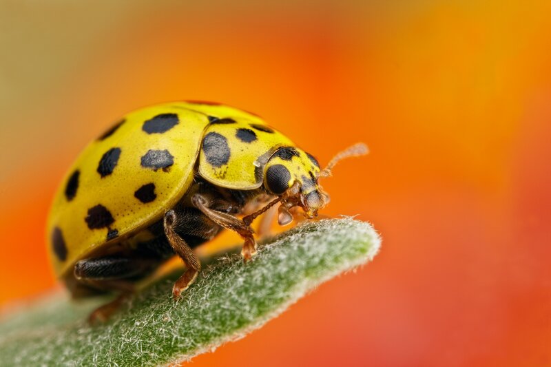 Yellow Ladybug on Leaf
